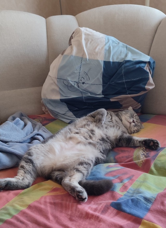 А это мой котан к котовторнику