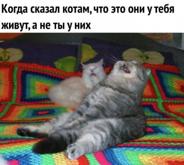 Картинки и мемы для настроения - 25