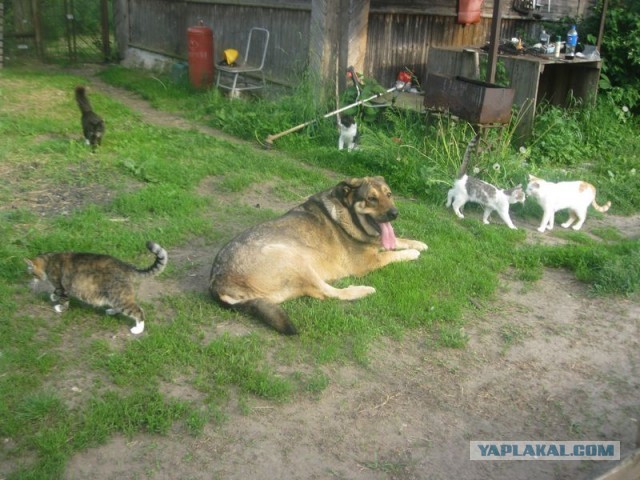 Жизнь домашнего приюта для котеек 398