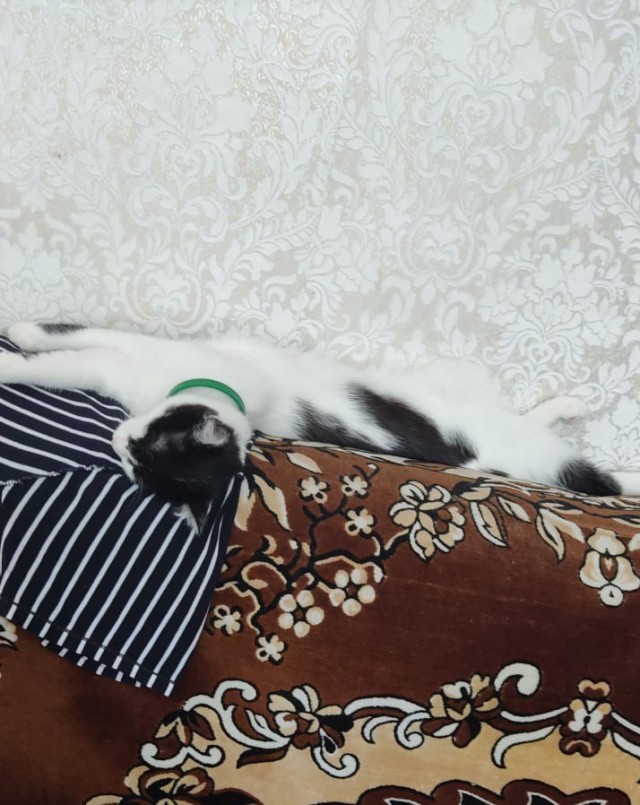 Начну котовторник чуть раньше!