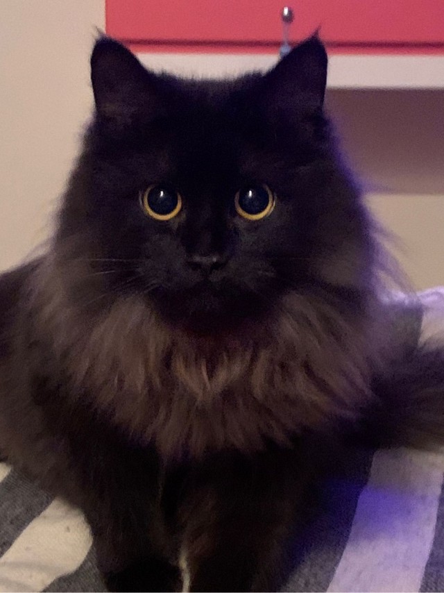 Внезапные кошки