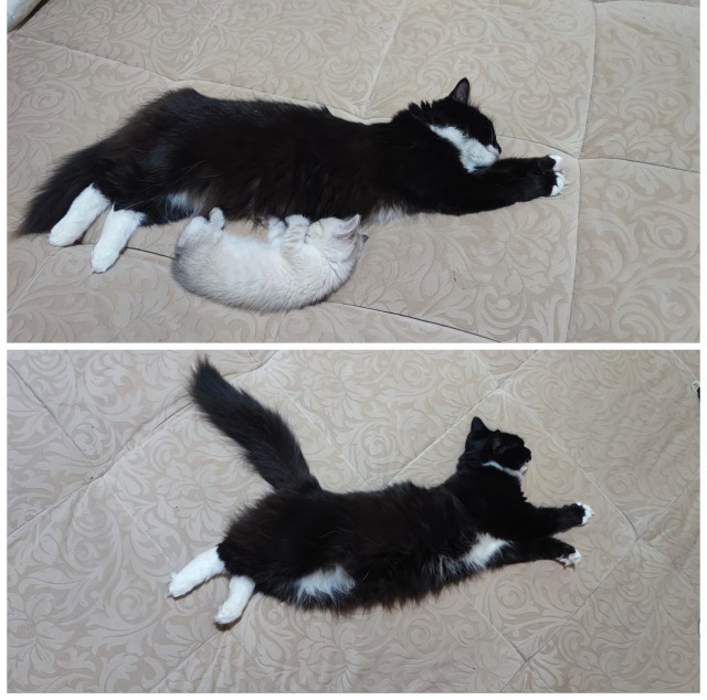 КотоФторник 23.08.22