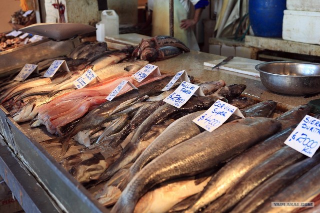 Южно-Американский дневник. Чили. сантьяго