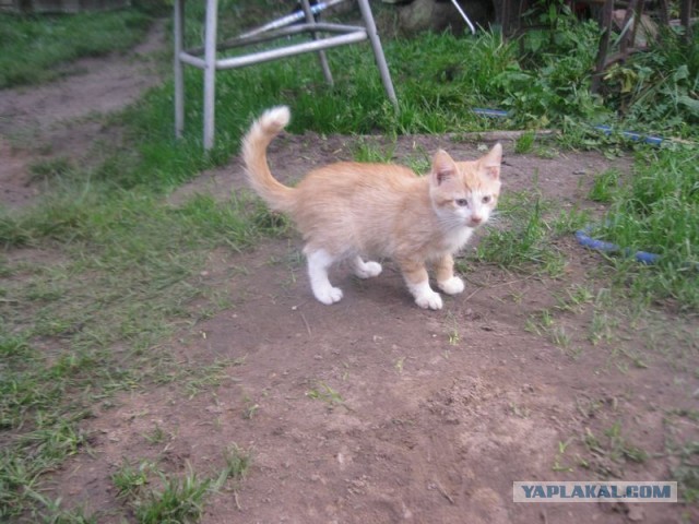 Жизнь домашнего приюта для котеек 418