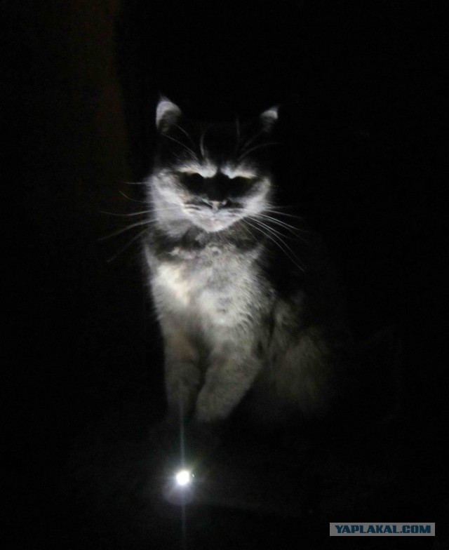 Кот с лампой