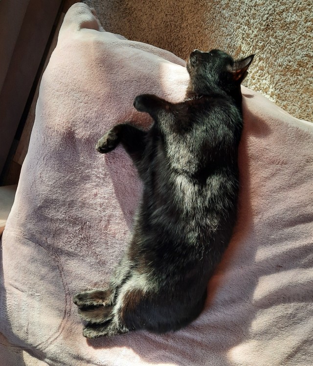 Чёрные коты не такие