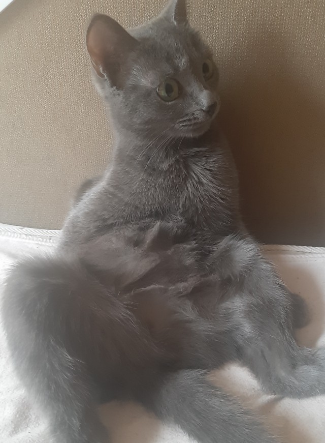 Котовторник