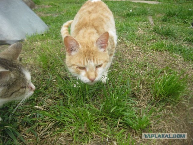 Жизнь домашнего приюта для котеек 447