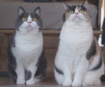 Кошачья пантомима