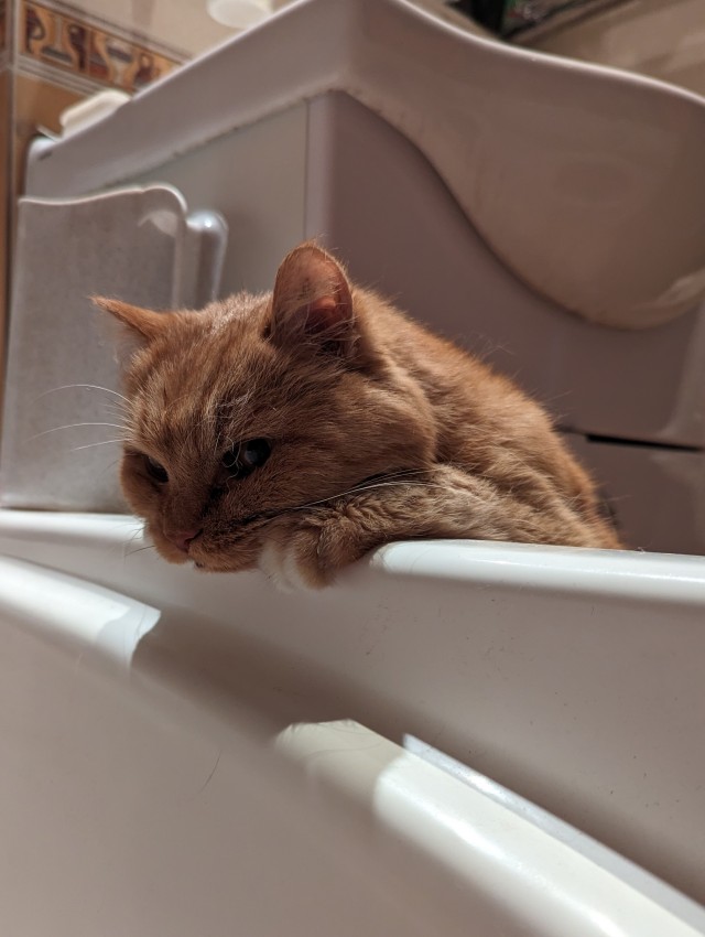 К котовторнику, 17 лет стукнуло меховому