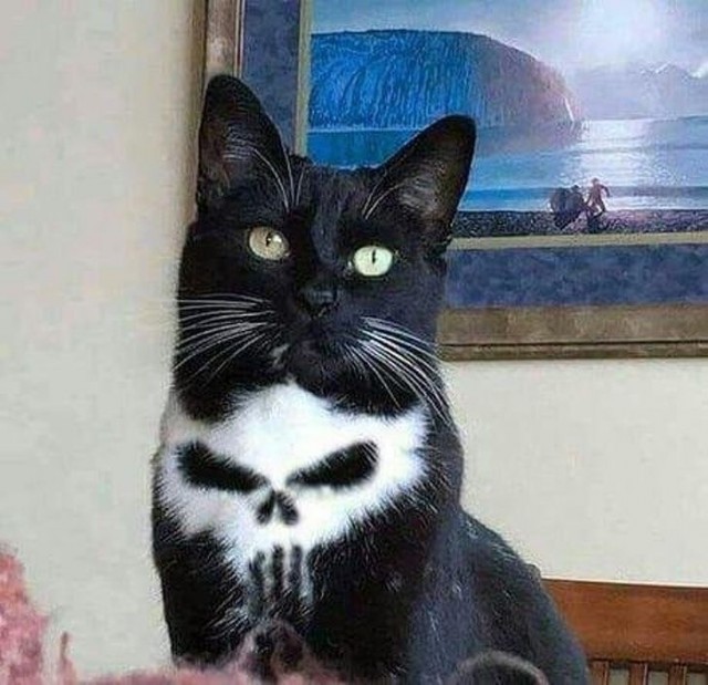 Мой котовторник..