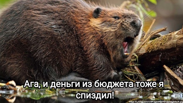 Бобры сорвали строительство моста в Первомайском районе в Нижегородской обл.