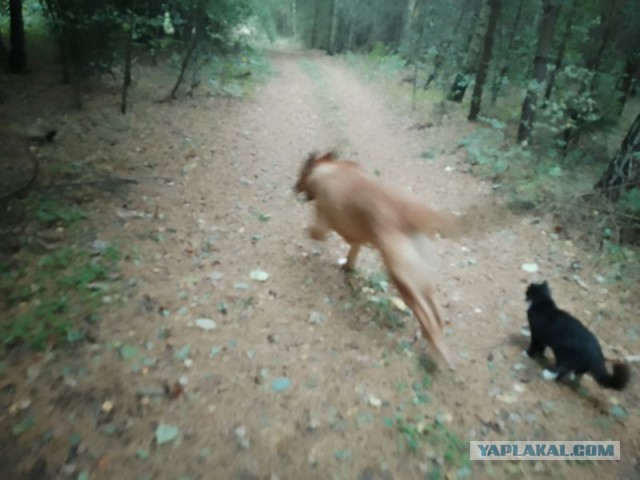 Жизнь домашнего приюта для котеек 465