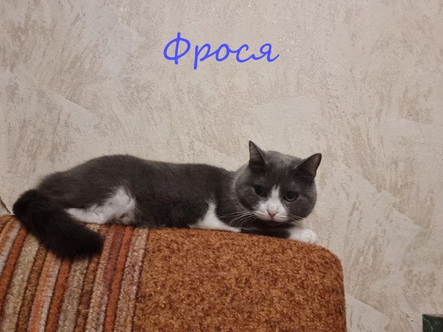 Жизнь домашнего приюта "Котоленд" 414