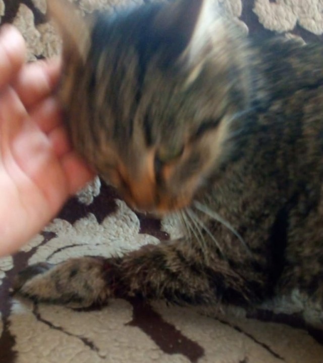 Веселая ферма. Кошка из капкана