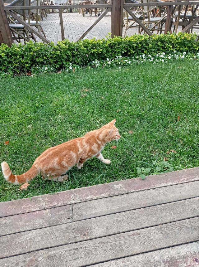 Стамбульские котики