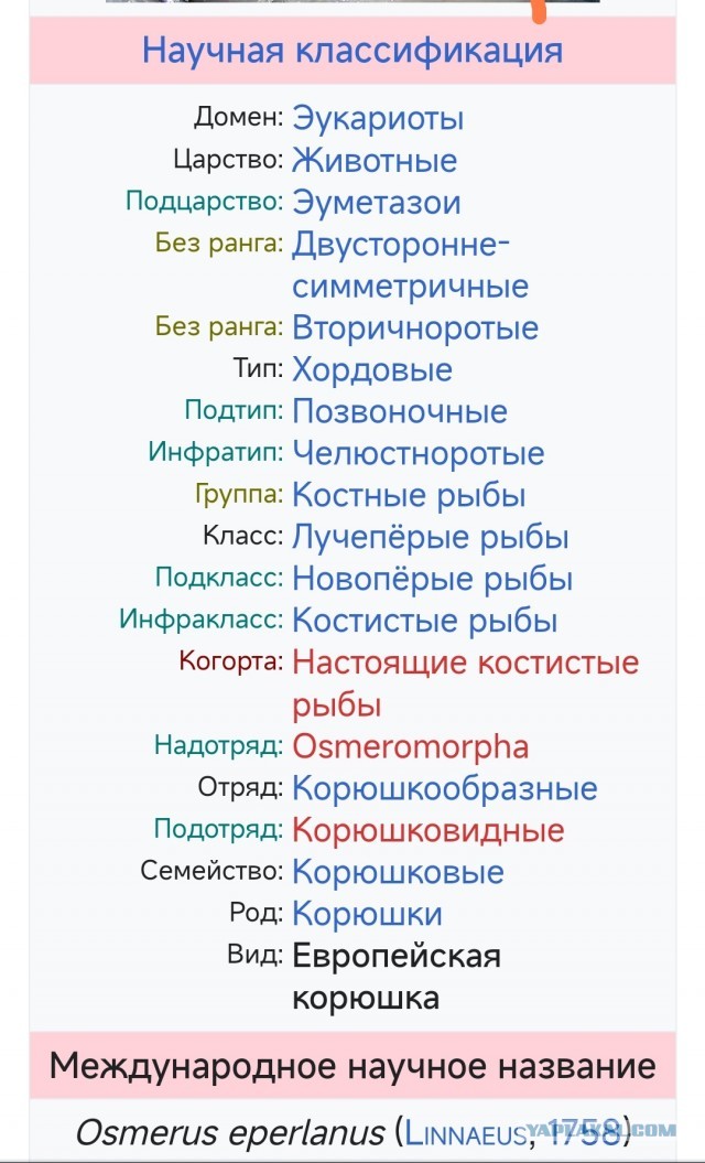 Апрель. Питер. Корюшка