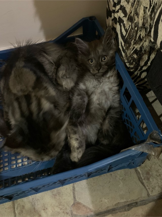 Котовторник же!
