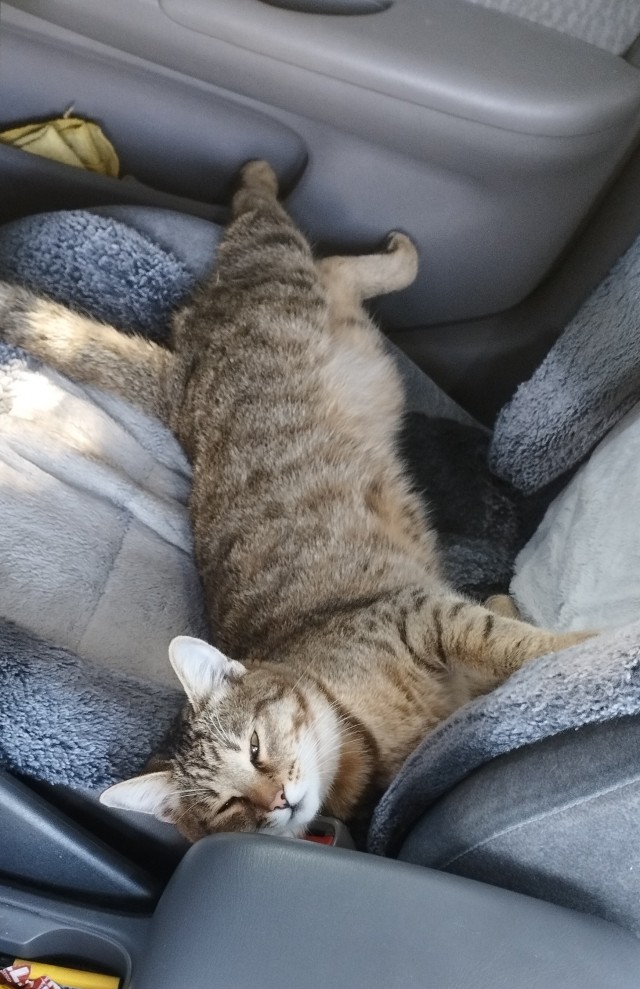 Котовторник, от мала до велика