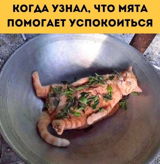 Котовторник в картинках