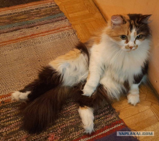 Котовторник