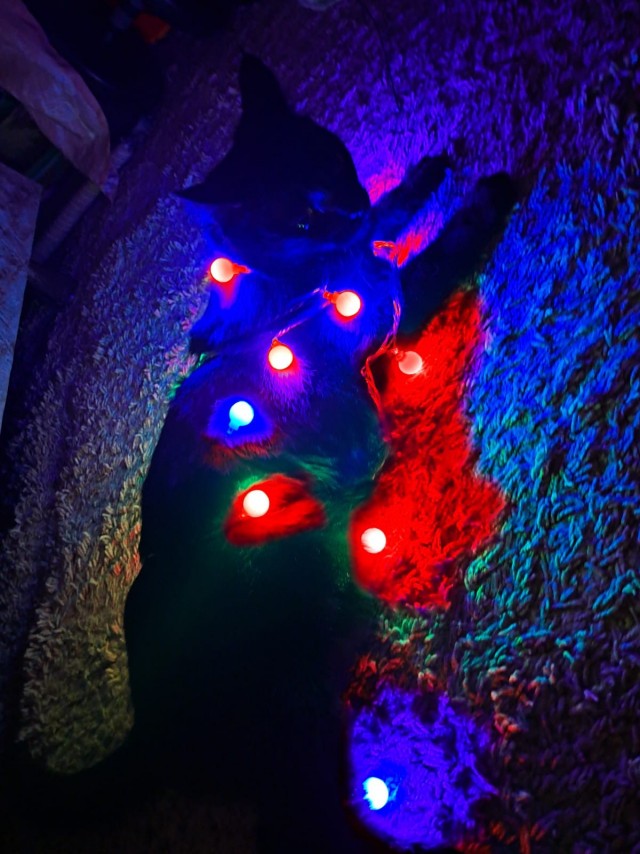 Котовторник 31.12.2024. Последний котовторник года