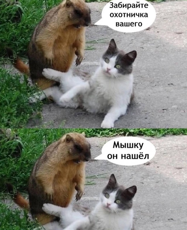 Картинки про юмор