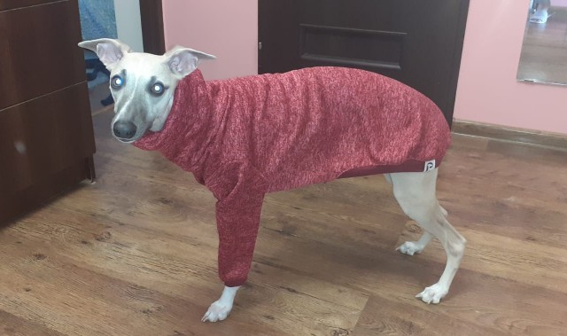 А вы как собак выгуливаете?