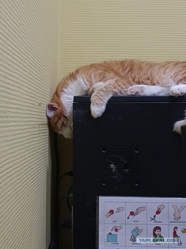 12 самых смешных котов в истории комического конкурса Comedy Pet Photography Awards