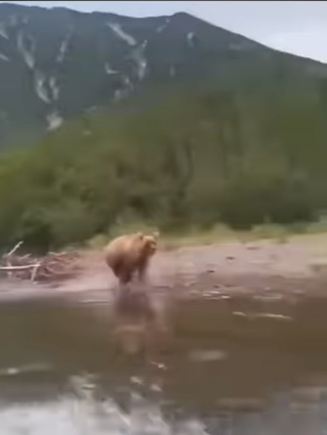Не ходите дети в Бразилию гулять
