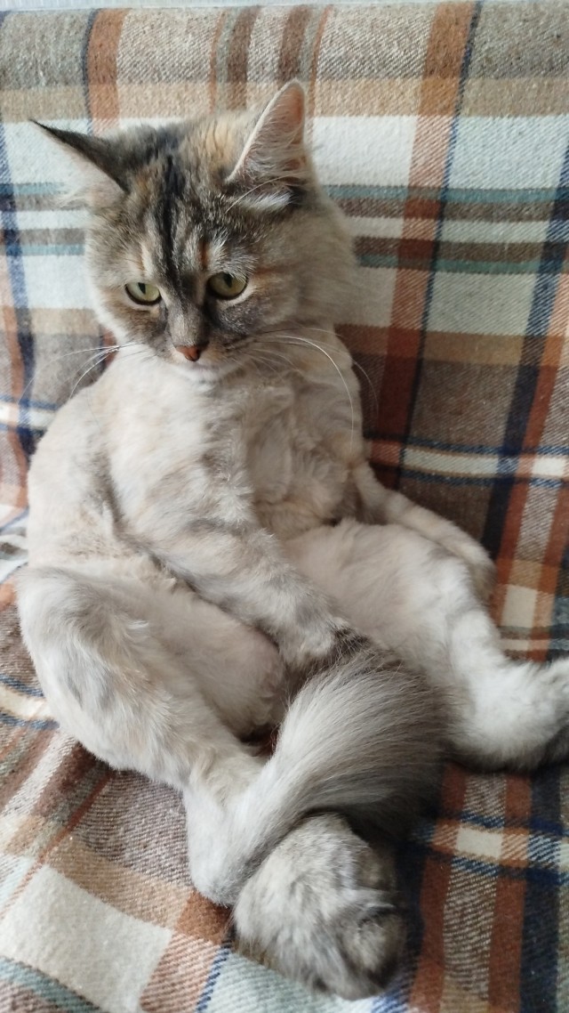 Нефотогеничный кот