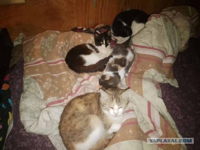 Жизнь домашнего приюта для котеек 547