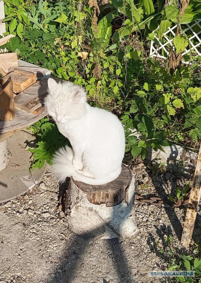 Кошки - облигатные хищники! К котовторнику