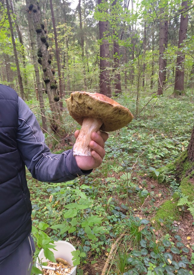 Не хвастаюсь, просто показываю.. Опята/Лес/Грибалка