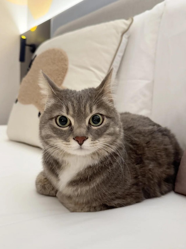 Котейке уютно сидится