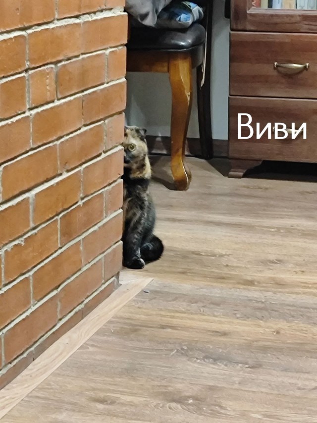 Жизнь домашнего приюта "Котоленд" 512