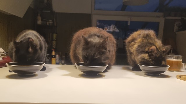 Кот мейн-кун, о котором не заботились