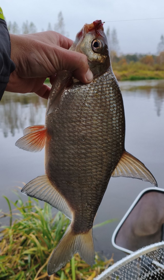 Рыбалка на реке Березина. Беларусь