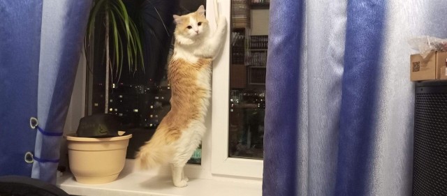 Котик с помойки