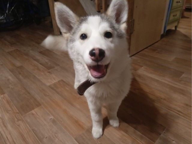 Собака Умка из Якутска. Нужна помощь в передержке на период пристройства