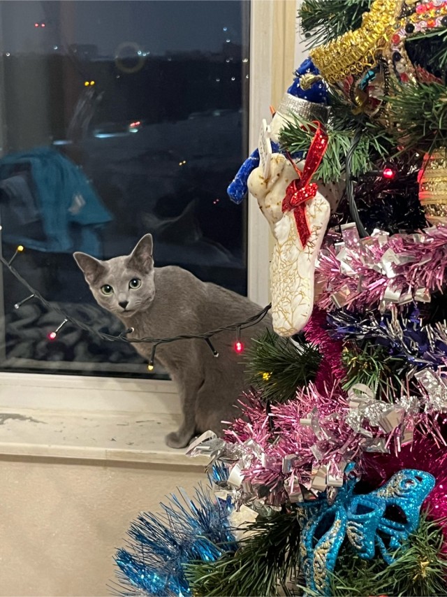 Мой кот