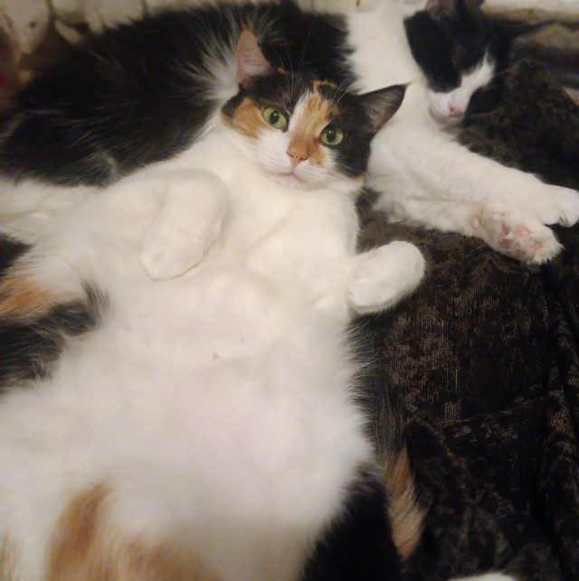 80 г => 3,1 кг (котовторник)