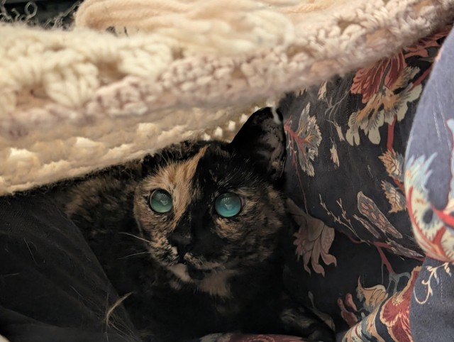 Рандомных фото котов тред