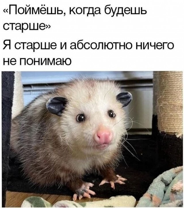 Картинки для деградации 232 (разной степени свежести)