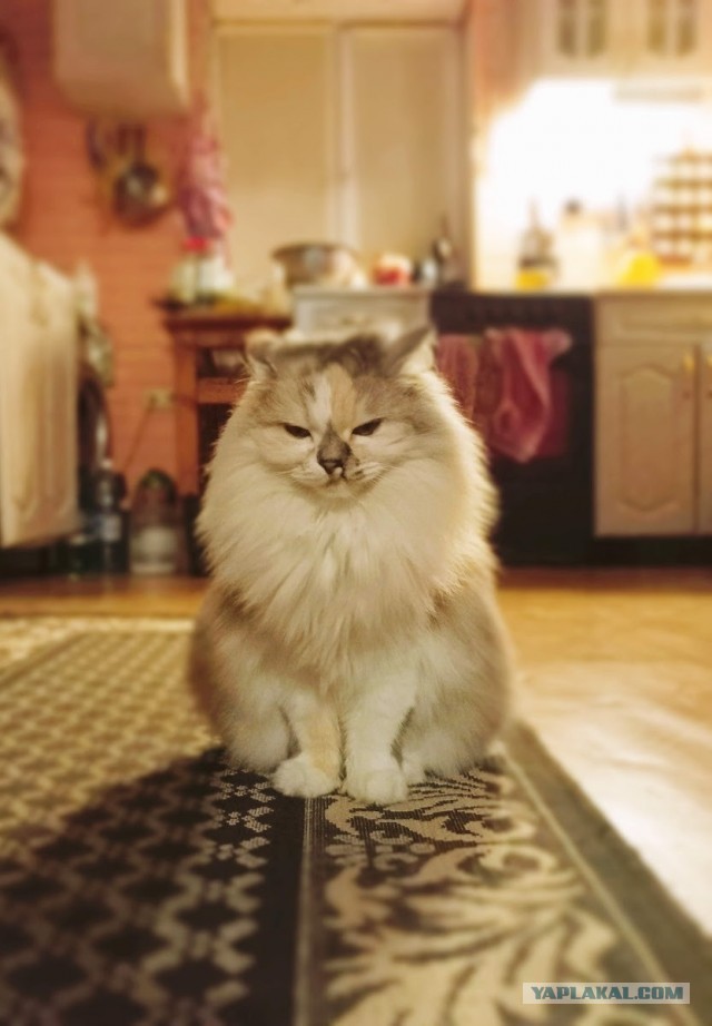 Котовторник 29.09.2026