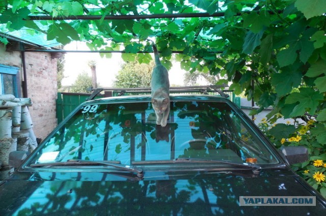Утреннее происшествие.