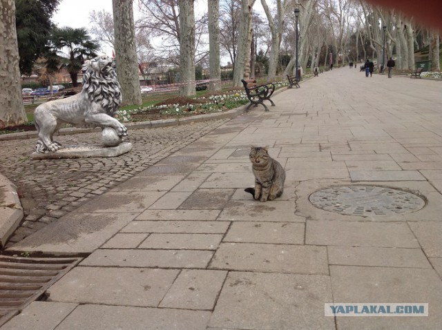 Стамбульские кошки