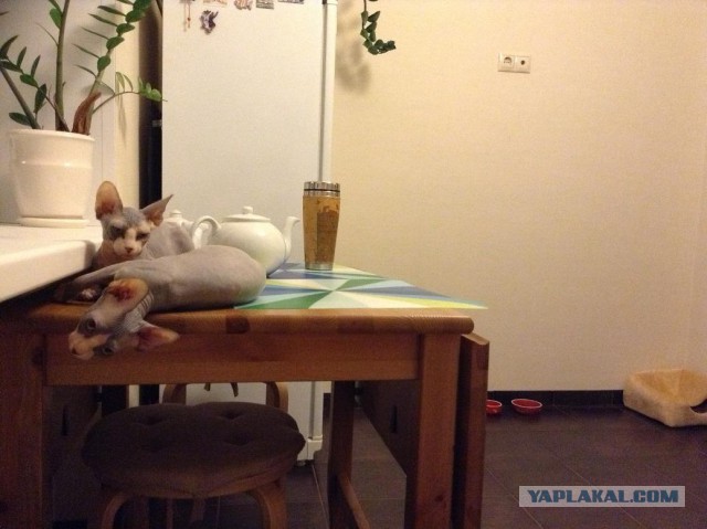 Преданный котик