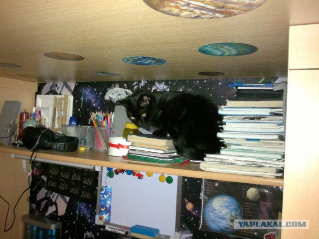 Котовторник 25.02.2014