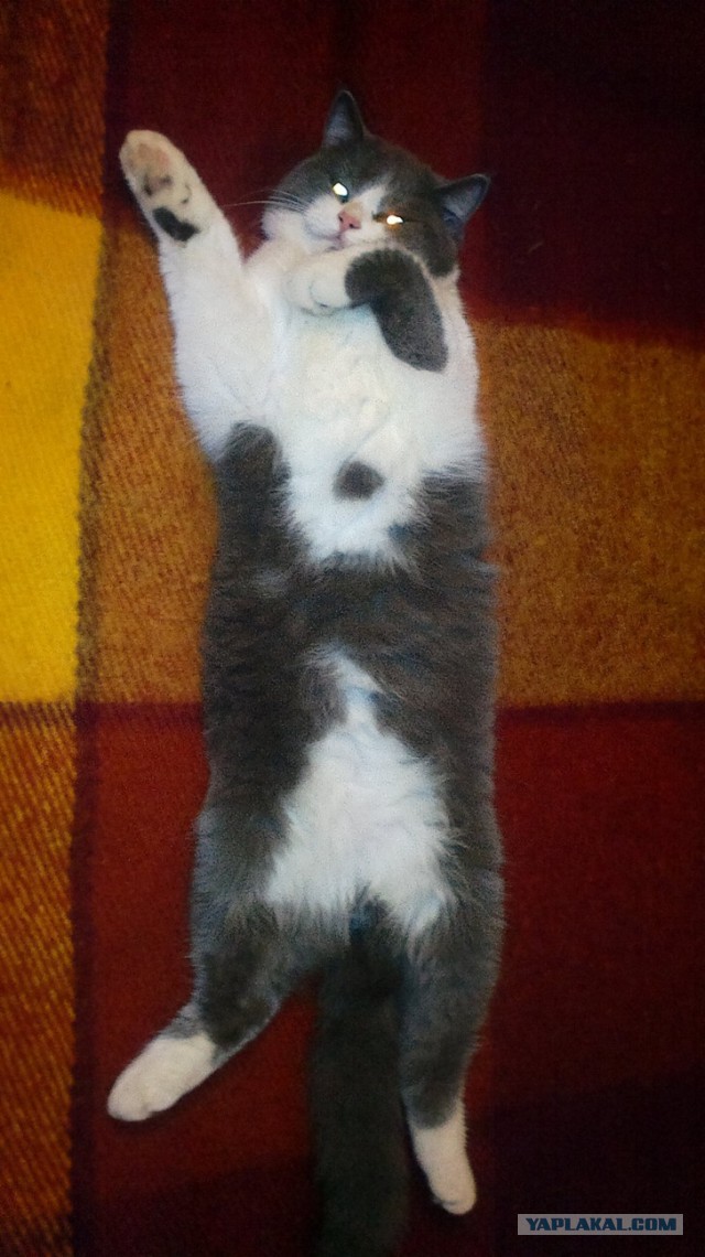 Котовторник 04.03.2014